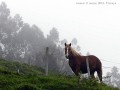 el caballo y la niebla