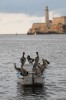 Pelcanos en La Habana