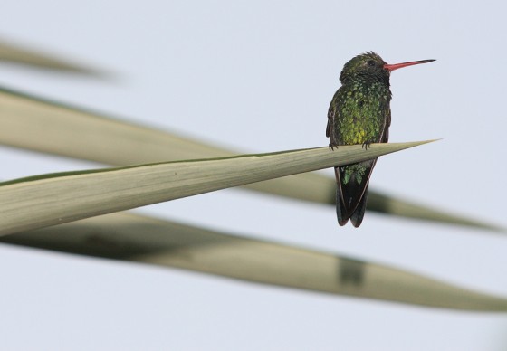 "colibri descansando" de Oscar Alfredo Turin