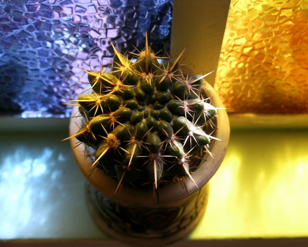 "mi cactus tiene un lado fro... y uno reflexivo..." de Norberto Vazquez