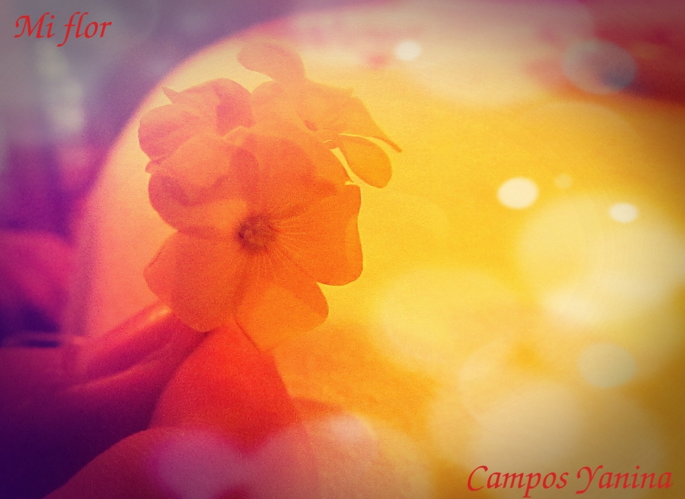 "Mi flor" de Yanina Campos