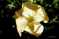 ` flor con ptalos de sol`