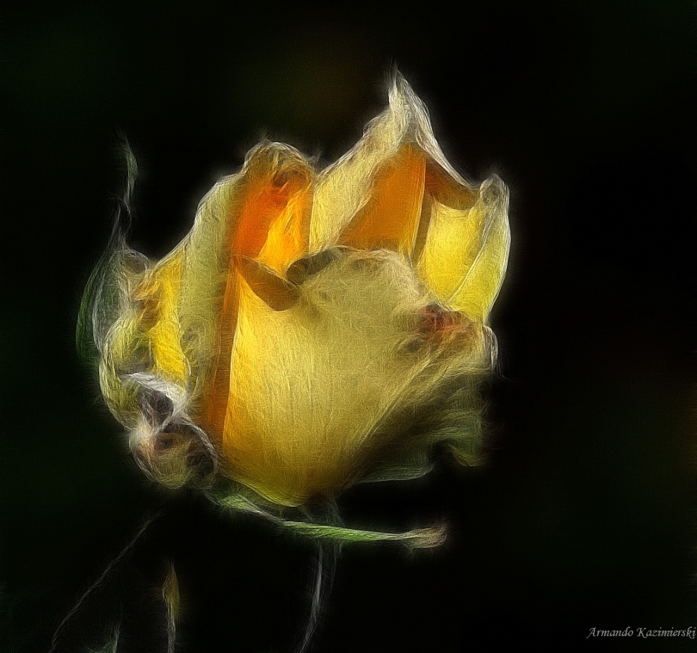 "Una simple flor" de Armando Kazimierski