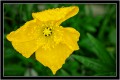 Amapola amarilla de Ushuaia