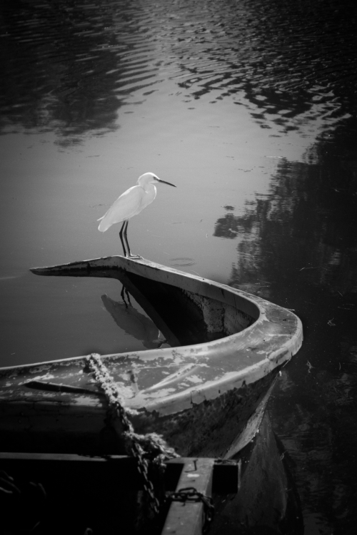 "La garza en el bote" de Daniel De Bona