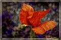 Amapola roja de Ushuaia