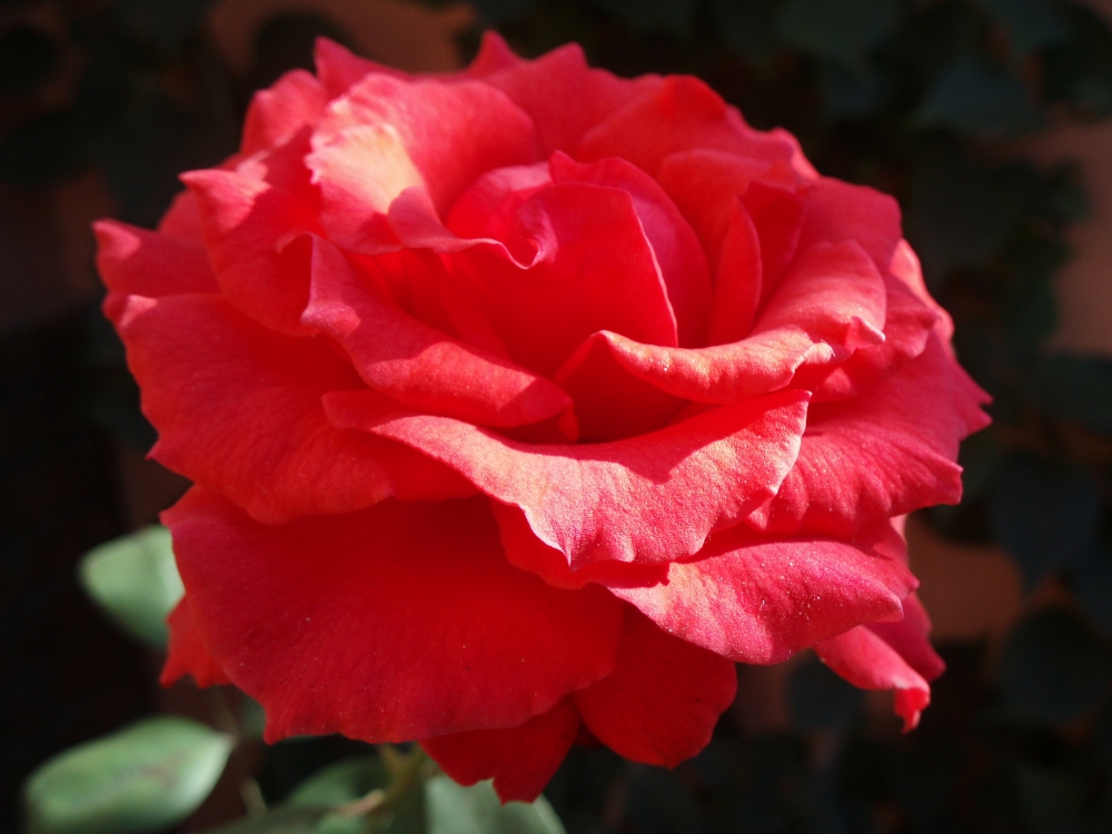 "Rose" de Alejandra Gientikis Tarantino