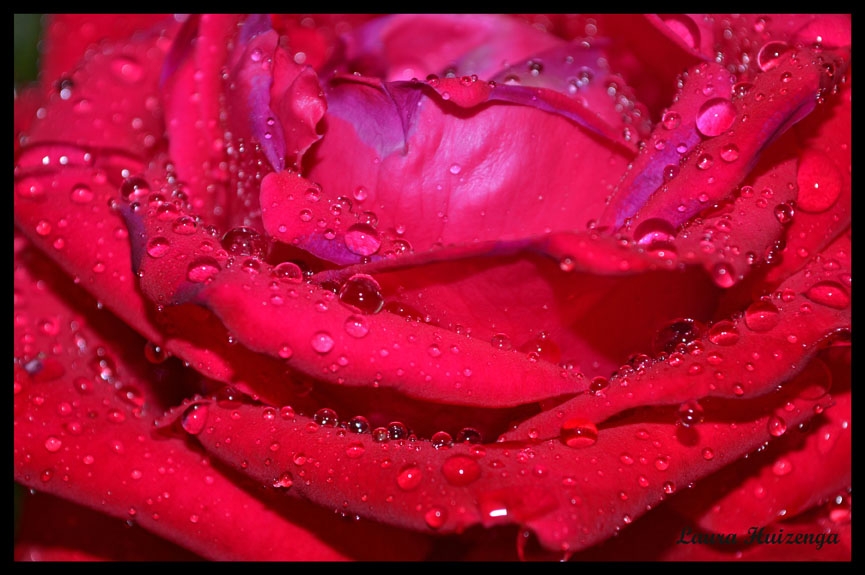 "Lgrimas de rosa" de Laura Noem Huizenga
