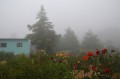 Jardin bajo niebla