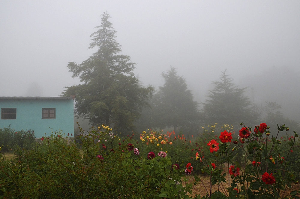 "Jardin bajo niebla" de Daniel Rodolfo Avila