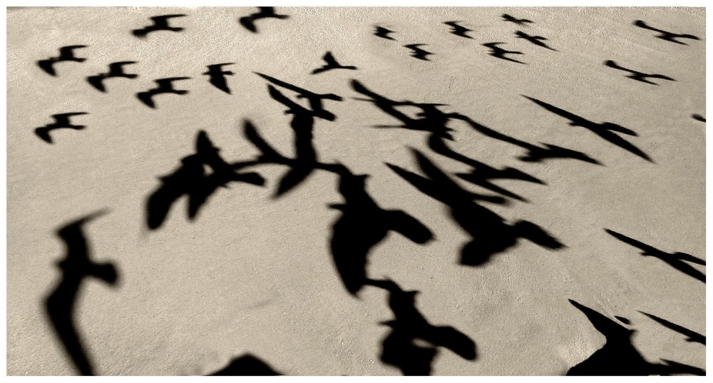 "Sombras de vuelo" de Laje Pedro Eugenio