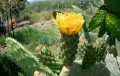 Cactus florido - 1