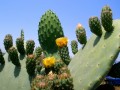 Cactus florido - 2