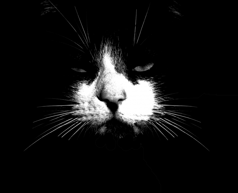 "felino de alto contraste" de Martina Alonso
