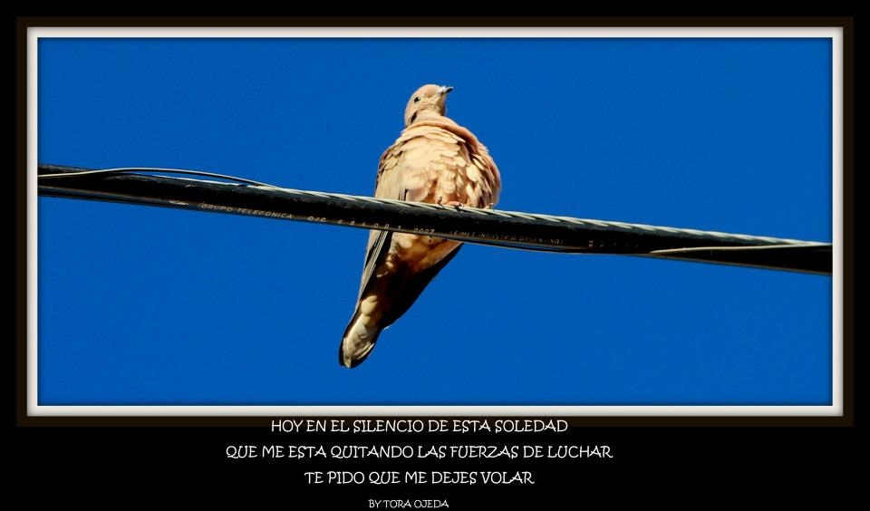 "Djame volar..." de Maria Del Carmen Ojeda