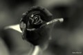 `Rosa Negra`