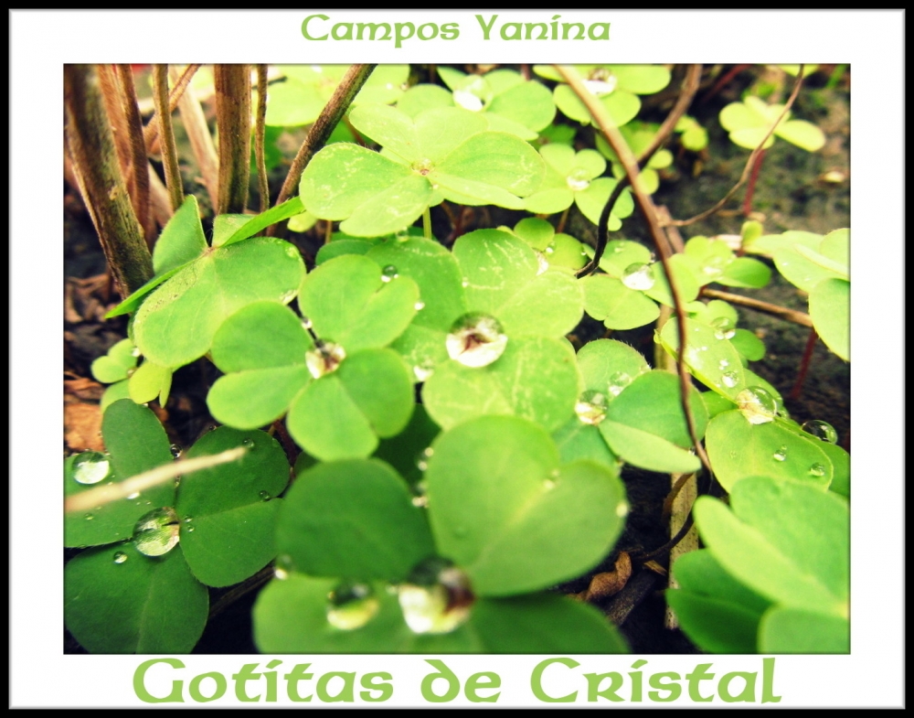 "Gotitas de Cristal" de Yanina Campos