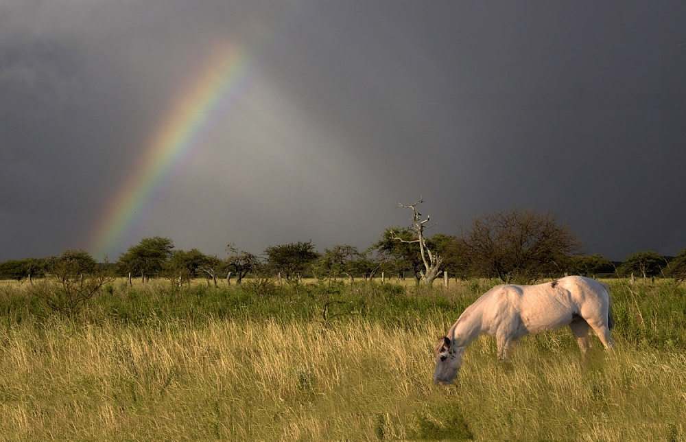 "el caballo y el arco iris" de Edith Polverini