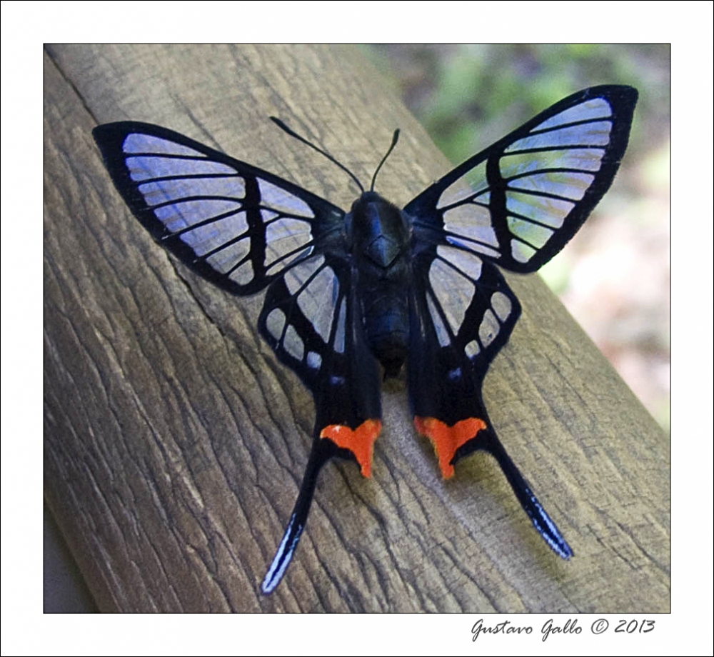 "Madame Butterfly" de Gustavo Gallo