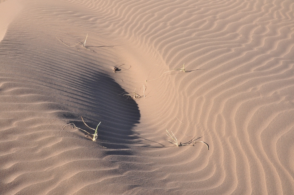 "las huellas del desierto" de Jose Alberto Vicente