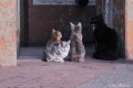 Cuatro gatos