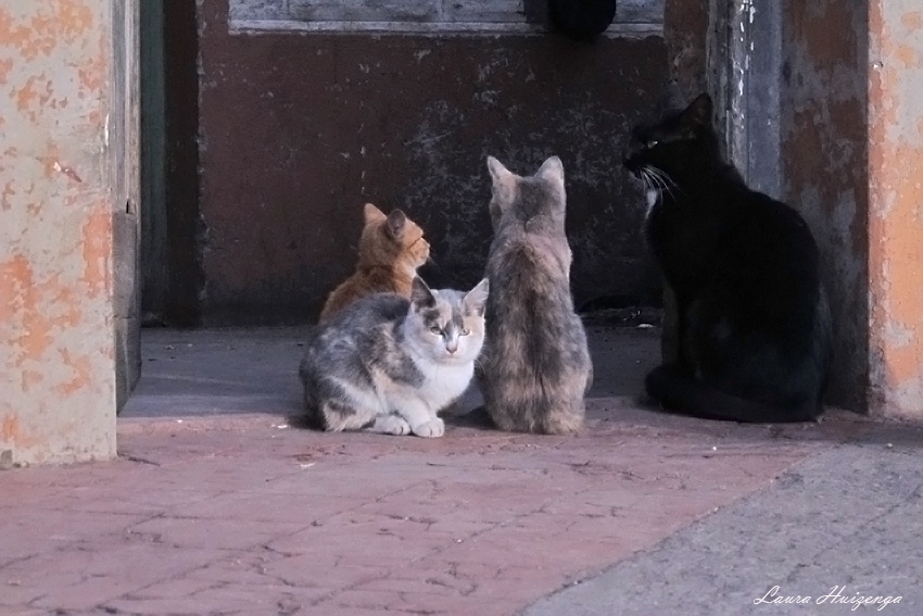 "Cuatro gatos" de Laura Noem Huizenga