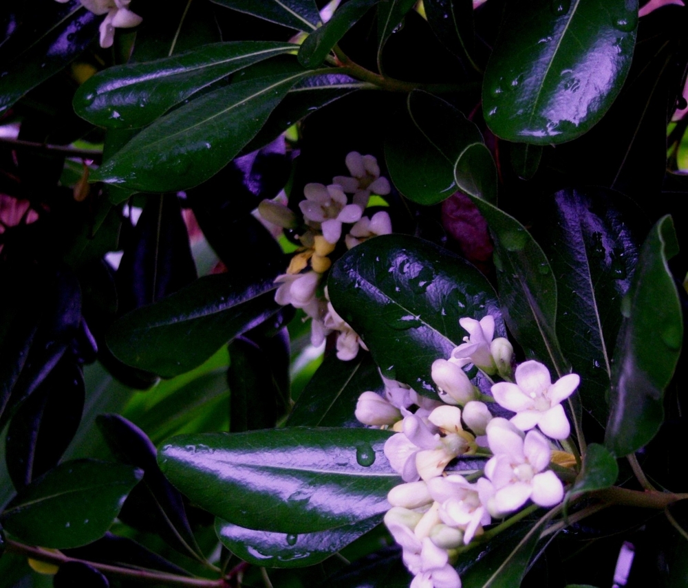 "pitosporum tovira (azarero)-flores" de Beatriz Di Marzio