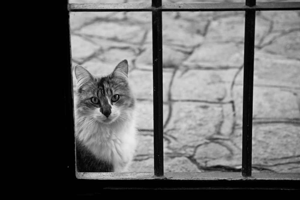 "Behind the window" de Carmen Nievas