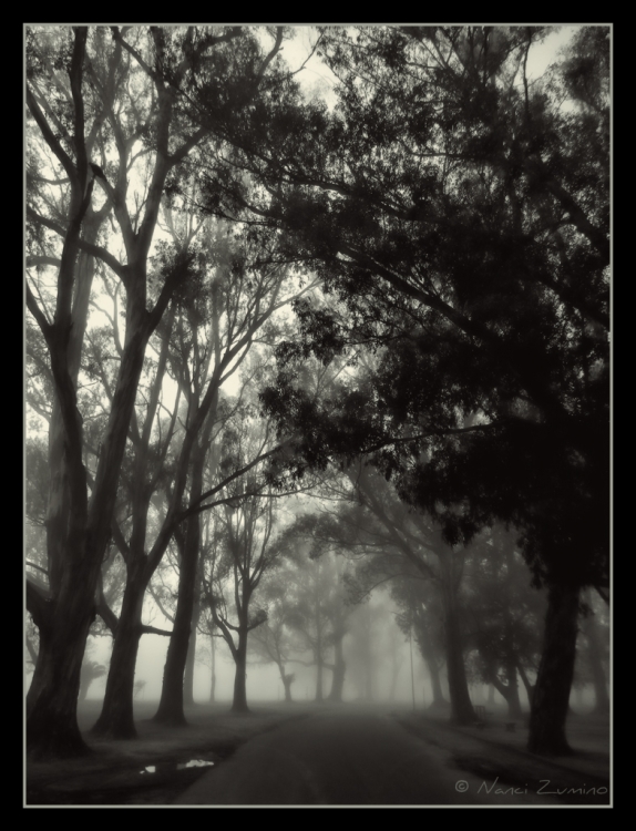 "Niebla" de Nanci Zumino