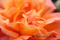 Rosa Naranja