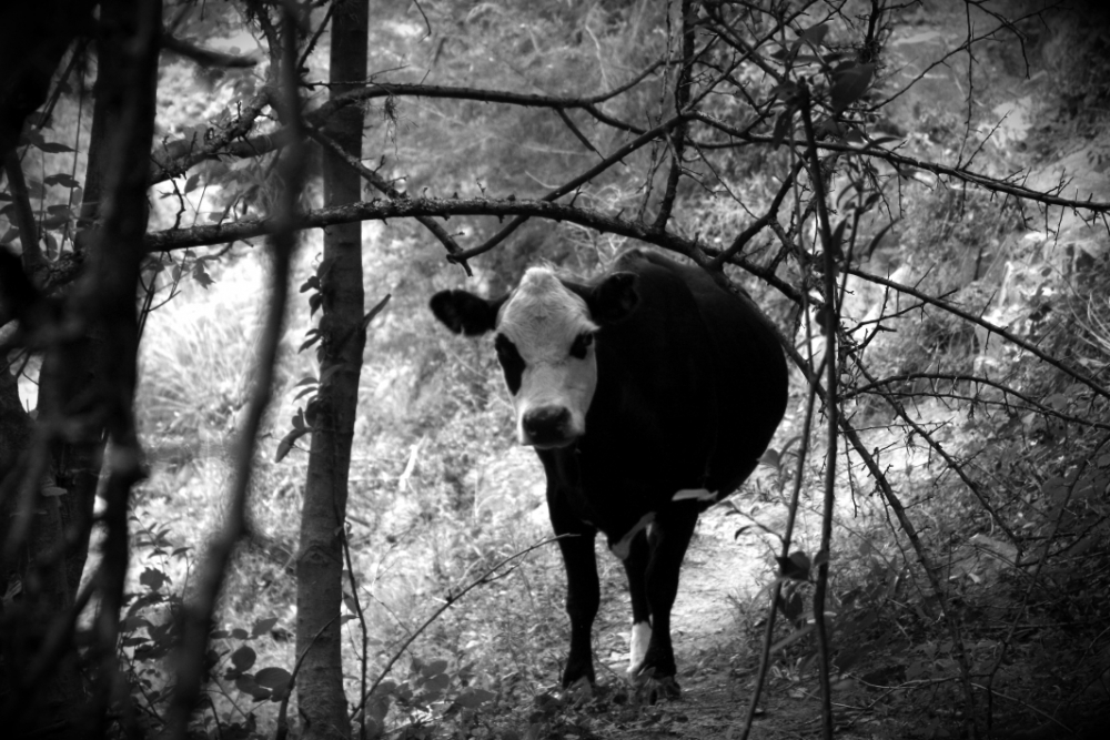 "Vaca solitaria" de Leonardo Gmez