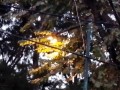 Luminaria entre las hojas del otoo