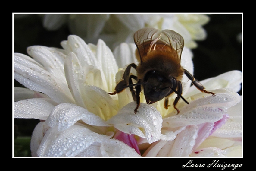 "La abeja y la flor" de Laura Noem Huizenga