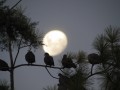 palomas viendo la luna