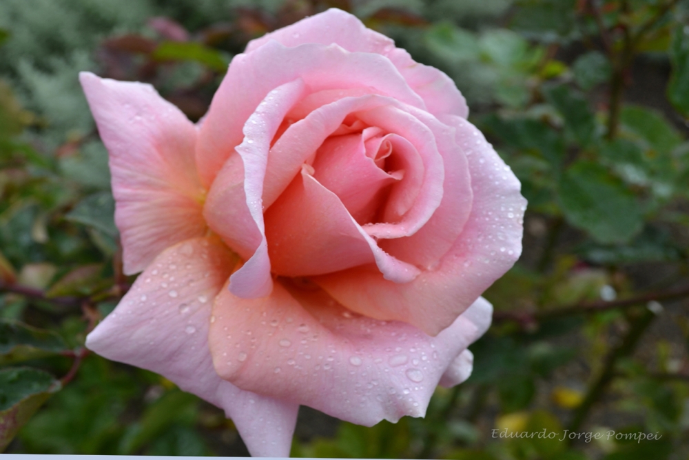 "Rosa-rosa" de Eduardo Jorge Pompei