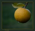 Piel naranja