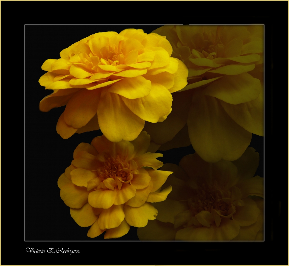 "De las amarillas..." de Victoria Elisa Rodriguez
