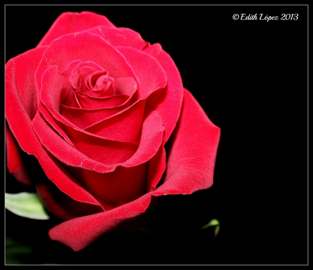 "Rose" de Edith E. Lpez