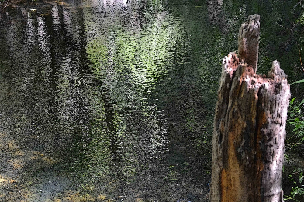"Reflejos en el arroyo" de Mercedes Pasini