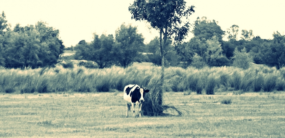 "La vaca" de Juan Menoni