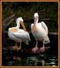 Pelicanos Borregones