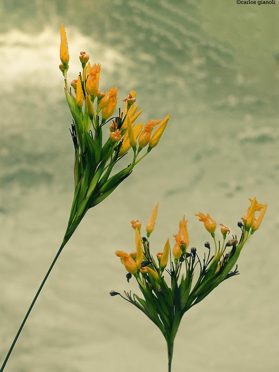 "Flores amarillas" de Carlos Gianoli
