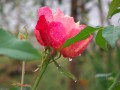 Rosa despus de la lluvia