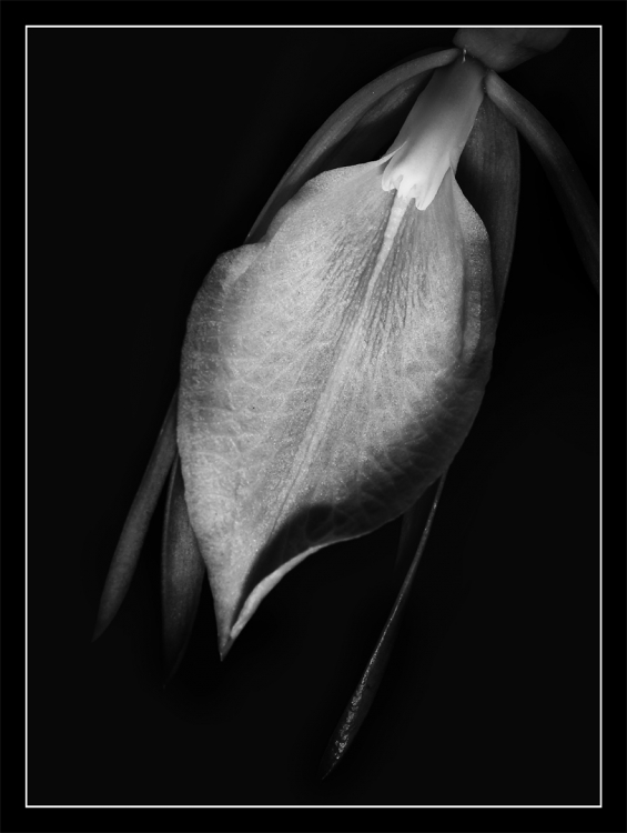 "Orquidea silvestre" de Hctor Martn Tabuyo