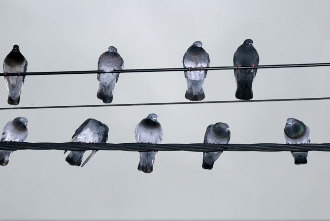 "una de palomas y cables" de Ricardo Clodomiro Torres