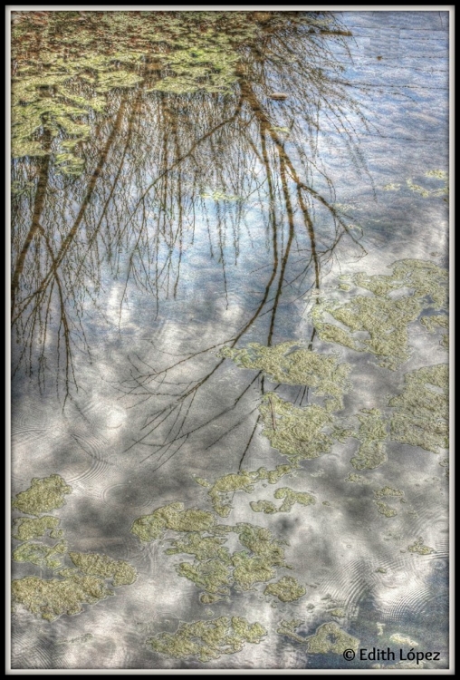 "Un instante en el estanque" de Edith E. Lpez