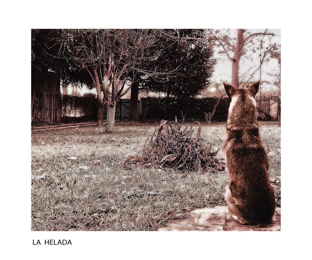 "La Helada" de Nora Lilian Iturbide ( Noral )
