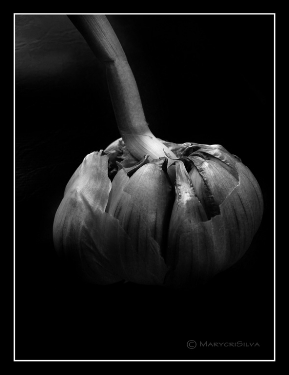 "Allium sativum" de Maria Cristina Silva
