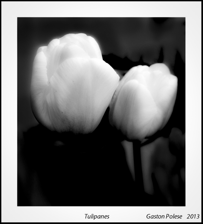 "Tulipanes" de Gaston E. Polese