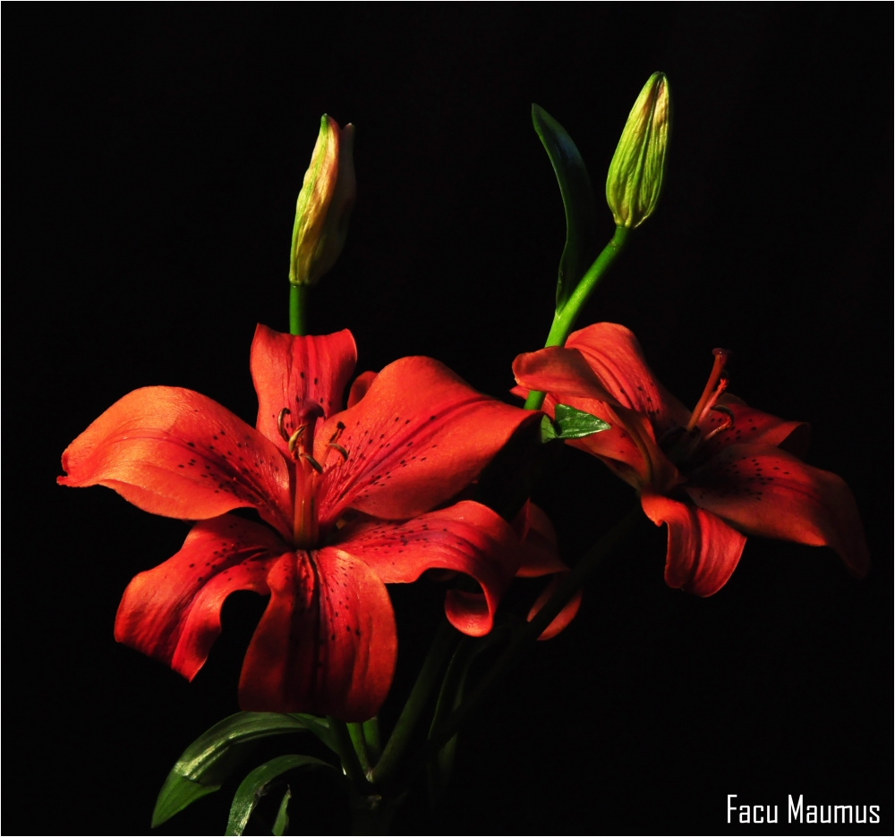 "flores" de Facundo Maumus